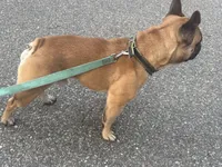 Bolo, a male French Bulldog for sale in Port Jefferson, NY – 5 of 6