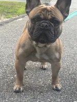 Bolo, a male French Bulldog for sale in Port Jefferson, NY – 2 of 6