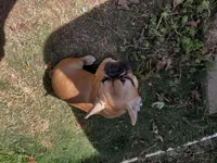 Knox, a male French Bulldog for sale in Douglasville, GA – Photo 3 of 6