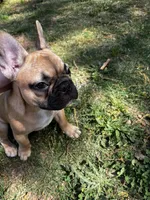 Knox, a male French Bulldog for sale in Douglasville, GA – Photo 2 of 6