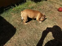 Knox, a male French Bulldog for sale in Douglasville, GA – Photo 6 of 6
