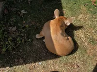 Knox, a male French Bulldog for sale in Douglasville, GA – Photo 5 of 6