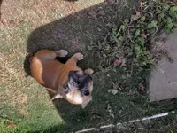 Knox, a male French Bulldog for sale in Douglasville, GA – Photo 4 of 6