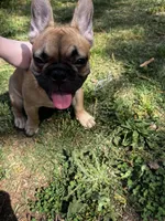 Knox, a male French Bulldog for sale in Douglasville, GA – Photo 1 of 6