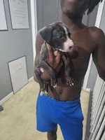 Fade, a male American Bully and American Pit Bull Terrier for sale in Gibsonton, FL – 2 of 2