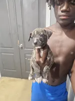 Dale, a male American Bully and American Pit Bull Terrier for sale in Gibsonton, FL – 2 of 2