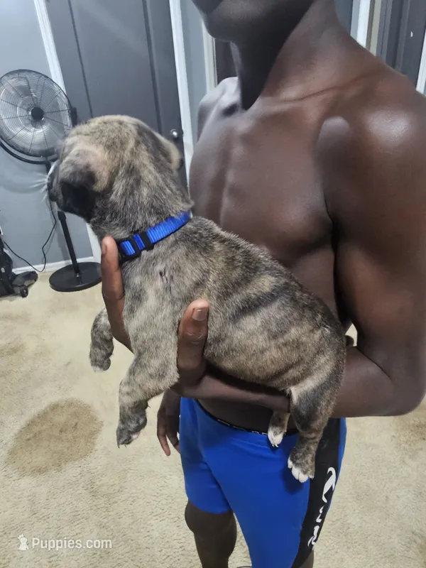 Marvel – American Bully, American Pit Bull Terrier puppy for sale in Gibsonton, FL