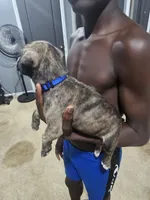 Marvel, a male American Bully and American Pit Bull Terrier for sale in Gibsonton, FL – 1 of 2