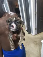 Marvel, a male American Bully and American Pit Bull Terrier for sale in Gibsonton, FL – 2 of 2
