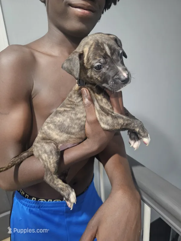 Dale – American Bully, American Pit Bull Terrier puppy for sale in Gibsonton, FL