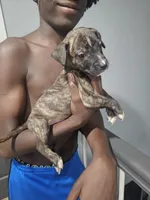 Dale, a male American Bully and American Pit Bull Terrier for sale in Gibsonton, FL – 1 of 2