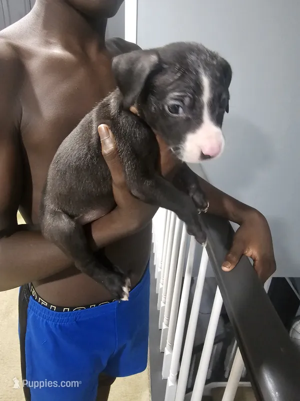 Fade – American Bully, American Pit Bull Terrier puppy for sale in Gibsonton, FL