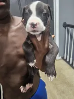 Otis, a male American Bully and American Pit Bull Terrier for sale in Gibsonton, FL – 2 of 2