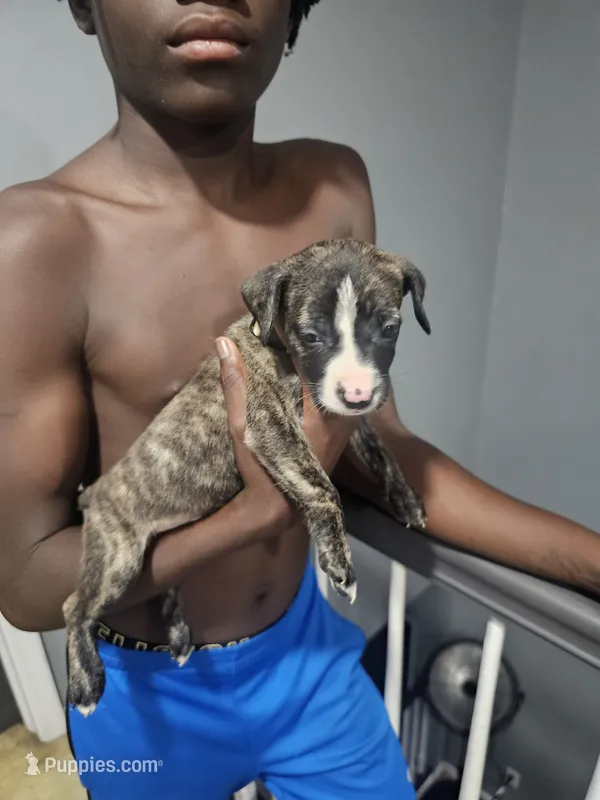 Halo – American Bully, American Pit Bull Terrier puppy for sale in Gibsonton, FL