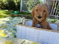 Potato , a male Goldendoodle for sale in San Bernardino, CA – 2 of 6