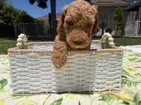 Pickles, a male Goldendoodle for sale in San Bernardino, CA – 5 of 5
