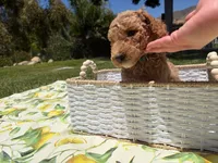 Pickles, a male Goldendoodle for sale in San Bernardino, CA – 4 of 5