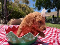 Peanut, a female Goldendoodle for sale in San Bernardino, CA – 6 of 6