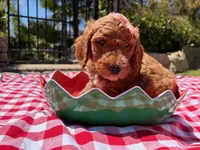 Hibiscus Jr., a female Goldendoodle for sale in San Bernardino, CA – 2 of 6