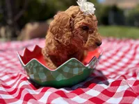Peanut, a female Goldendoodle for sale in San Bernardino, CA – 2 of 6