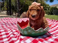 Hibiscus Jr., a female Goldendoodle for sale in San Bernardino, CA – 3 of 6