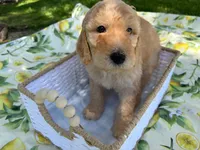 Chowder Jr., a male Goldendoodle for sale in San Bernardino, CA – 3 of 6