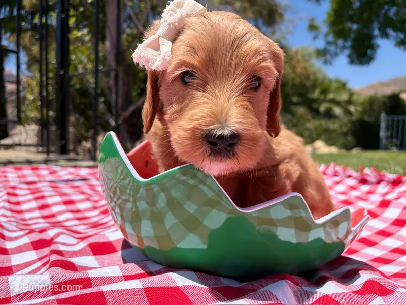 Pearl – Goldendoodle puppy for sale in San Bernardino, CA