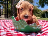 Pearl, a female Goldendoodle for sale in San Bernardino, CA – 1 of 5