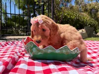 Blossom, a female Goldendoodle for sale in San Bernardino, CA – 2 of 5