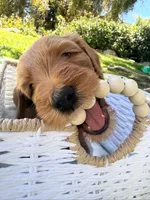 Dewey, a male Goldendoodle for sale in San Bernardino, CA – 5 of 5