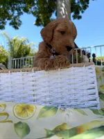 Potato , a male Goldendoodle for sale in San Bernardino, CA – 5 of 6