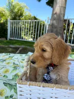Ollie, a male Goldendoodle for sale in San Bernardino, CA – 5 of 5