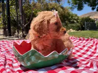 Blossom, a female Goldendoodle for sale in San Bernardino, CA – 3 of 5