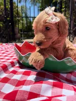 Shimmer, a female Goldendoodle for sale in San Bernardino, CA – 3 of 5