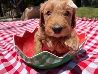 Shimmer, a female Goldendoodle for sale in San Bernardino, CA – 2 of 5