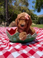 Hibiscus Jr., a female Goldendoodle for sale in San Bernardino, CA – 4 of 6