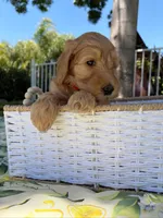 Ollie, a male Goldendoodle for sale in San Bernardino, CA – 2 of 5