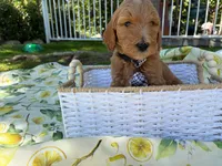 Potato , a male Goldendoodle for sale in San Bernardino, CA – 6 of 6