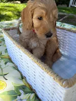 Ollie, a male Goldendoodle for sale in San Bernardino, CA – 4 of 5