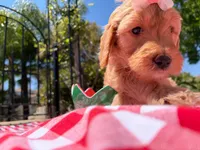 Blossom, a female Goldendoodle for sale in San Bernardino, CA – 4 of 5