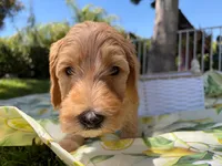 Ollie, a male Goldendoodle for sale in San Bernardino, CA – 3 of 5