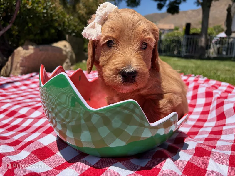 Shimmer – Goldendoodle puppy for sale in San Bernardino, CA