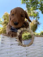 Dewey, a male Goldendoodle for sale in San Bernardino, CA – 2 of 5