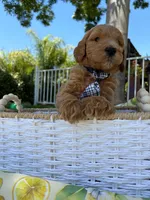 Potato , a male Goldendoodle for sale in San Bernardino, CA – 3 of 6