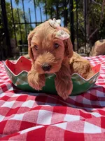 Shimmer, a female Goldendoodle for sale in San Bernardino, CA – 5 of 5