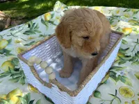 Chowder Jr., a male Goldendoodle for sale in San Bernardino, CA – 6 of 6