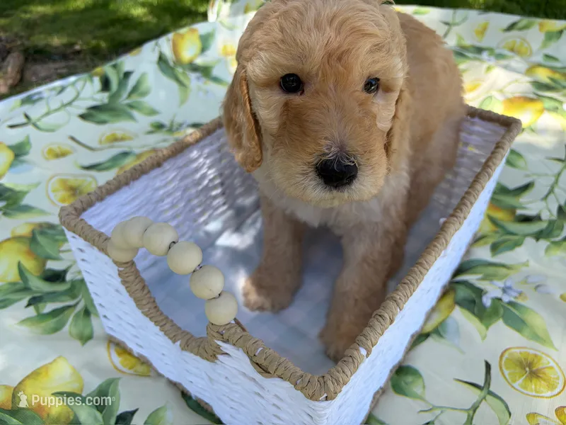Chowder Jr. – Goldendoodle puppy for sale in San Bernardino, CA