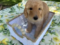 Chowder Jr., a male Goldendoodle for sale in San Bernardino, CA – 1 of 6