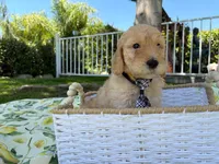 Chowder Jr., a male Goldendoodle for sale in San Bernardino, CA – 2 of 6