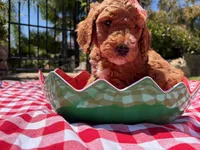 Hibiscus Jr., a female Goldendoodle for sale in San Bernardino, CA – 5 of 6